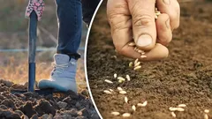 Skörden sviker inte: Trädgårdsmästare avslöjar den bästa tiden att så morötter på hösten