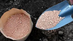 Trädgårdsmästarens tips: Det här naturliga pulvret bekämpar skadedjur och förbättrar jorden för dina växter