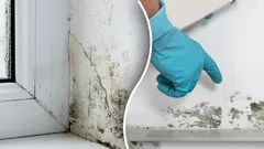 Möglet försvinner för gott: ett naturligt medel gör under – helt utan kemikalier