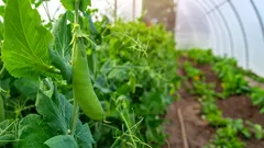 Novemberodling som överraskar med rik skörd på våren: Vad ska man plantera i växthuset sent på hösten?