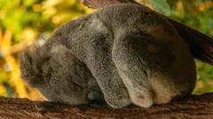 Rekordhållare i vila: 5 djur som sover längst i världen