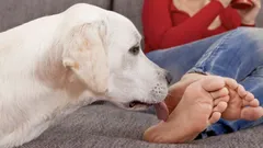 Varför slickar hundar på sina ägares fötter? Hundexperter avslöjar de överraskande anledningarna