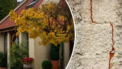 Vilket träd ska du inte plantera nära huset? Det kan skada husgrunden