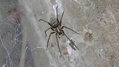 Varför väljer spindlar just ditt hem? Orsaker till deras närvaro och enkla sätt att bli av med dem