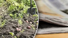 Dags att samla på sig: Så använder du gamla tidningar i trädgården och på tomten – och varför de är så nyttiga