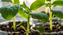 Så dessa grönsaker i december och njut av vårskörden: 4 grödor för tidig sådd