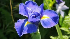 Växter som suger upp fukt ur väggarna – blöta fläckar försvinner och luften känns friskare hemma