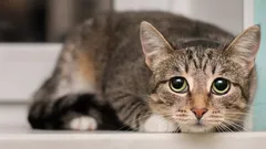 Kattens manipulation: 5 oväntade sätt din katt påverkar dig