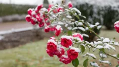 Höstvård av rosor: Så förbereder du buskarna för vintern så att de blommar magiskt på våren