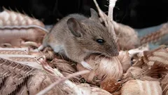 Möss springer utan att se sig om: Naturlig huskur utan kemikalier som enkelt skrämmer bort en hord gnagare