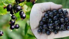 Det här borde alla veta: fördelarna med vinbär och varför inte alla kan äta dem