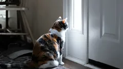 Hur din katt vet när du kommer hem – vetenskapen bakom din katts sjätte sinne