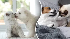 Populärt missförstånd eller fakta: Hatar hundar och katter verkligen varandra?