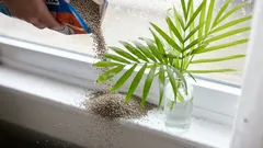 Varför kattströ hälls på fönsterbrädan: Bara några få känner till detta smarta knep