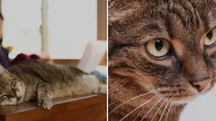 Så får du katten att sluta hoppa upp på bordet – zoologens enkla råd