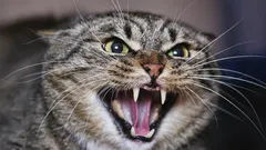 En katt kommer aldrig att trivas i ditt hem: den mystiska förklaringen från esoteriker