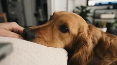 Hundars kärleksspråk är mer komplext än du tror: gester som säger mer än tusen ord