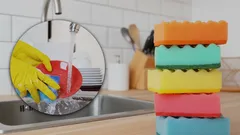 Det här vet nästan ingen: det här betyder färgerna på disksvampar egentligen