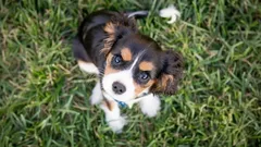 Vill du ha en kattunge eller valp? Det här bör du veta från uppfödaren innan du bestämmer dig