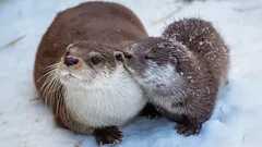 Ömt utseende och änglalik blick – bara en mask: den mörka sidan hos planetens sötaste djur