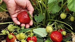 Trädgårdsmästarens knep: Gör detta innan du planterar jordgubbar och bli förvånad – bären blir enorma
