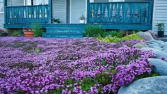 Så dessa blommor i november – på våren blommar de som en frodig matta: trädgårdsmästaren avslöjar sina knep