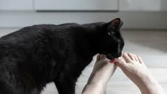 Varför slickar katter sina ägares fötter? Zoologer förklarar detta märkliga beteende