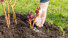 Enkla steg i november: Så förbereder du perennerna rätt inför vintern. Agronomernas tips