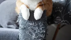 Katten repar möbler hela tiden? Zoologer förklarar hur du enkelt kan vänja din katt av med dåliga vanor