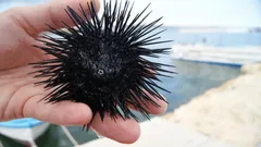 Livet utan huvud: hur sjöborrar lurade naturen och evolutionen