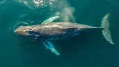 Havsdjuret som ingen har sett levande – sällsynt art möter människor för första gången