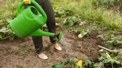 Trädgården somnar, men skadedjuren gör det inte: den här sena höstbehandlingen stoppar dem