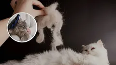 Så får du katten att fälla mindre – hemligheten som få kattägare känner till