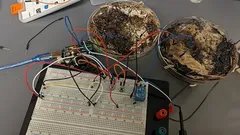 Forskare skapar datorminne av shiitakesvampens mycelium – så gjorde de