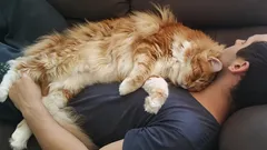 Katter sover på dig inte av kärlek: Den verkliga anledningen kommer att överraska även erfarna ägare