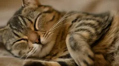 Katter kan hamna i trubbel: Det största misstaget bland husdjursägare under värmesäsongen