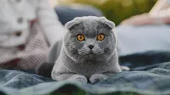 Magin i deras ögon: 5 kattraser med de mest uttrycksfulla ögonen som du inte kan motstå