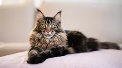 Älskar du hundar men vill ha en katt? Dessa fyra raser är något för dig