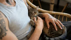 Katten hoppar själv upp i famnen – men inte för att gosa: Den dolda orsaken överraskar