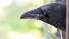 Intuition blir intelligens: Så här löste korpar en uppgift där enkelt minne inte räcker