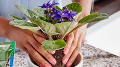 Kan man plantera om afrikansk viol på hösten: Vad du bör veta för att inte skada växten